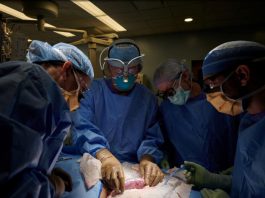 Human Kidney Transplantation