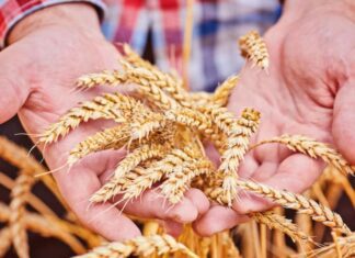 Countries that Produce the Most Wheat